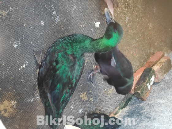 Cayuga Duck - সৌখিন হাস